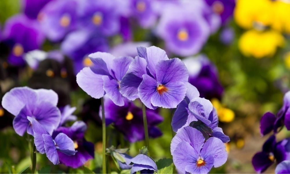 Best violet perfume - 10 fragrances with this floral smell