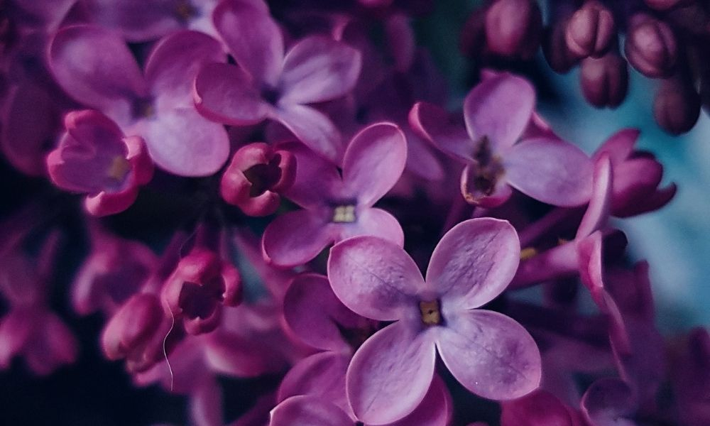 Lilac perfume, 8 amazing scents with this flower smell